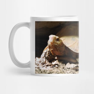 Elongated Tortoise Mug